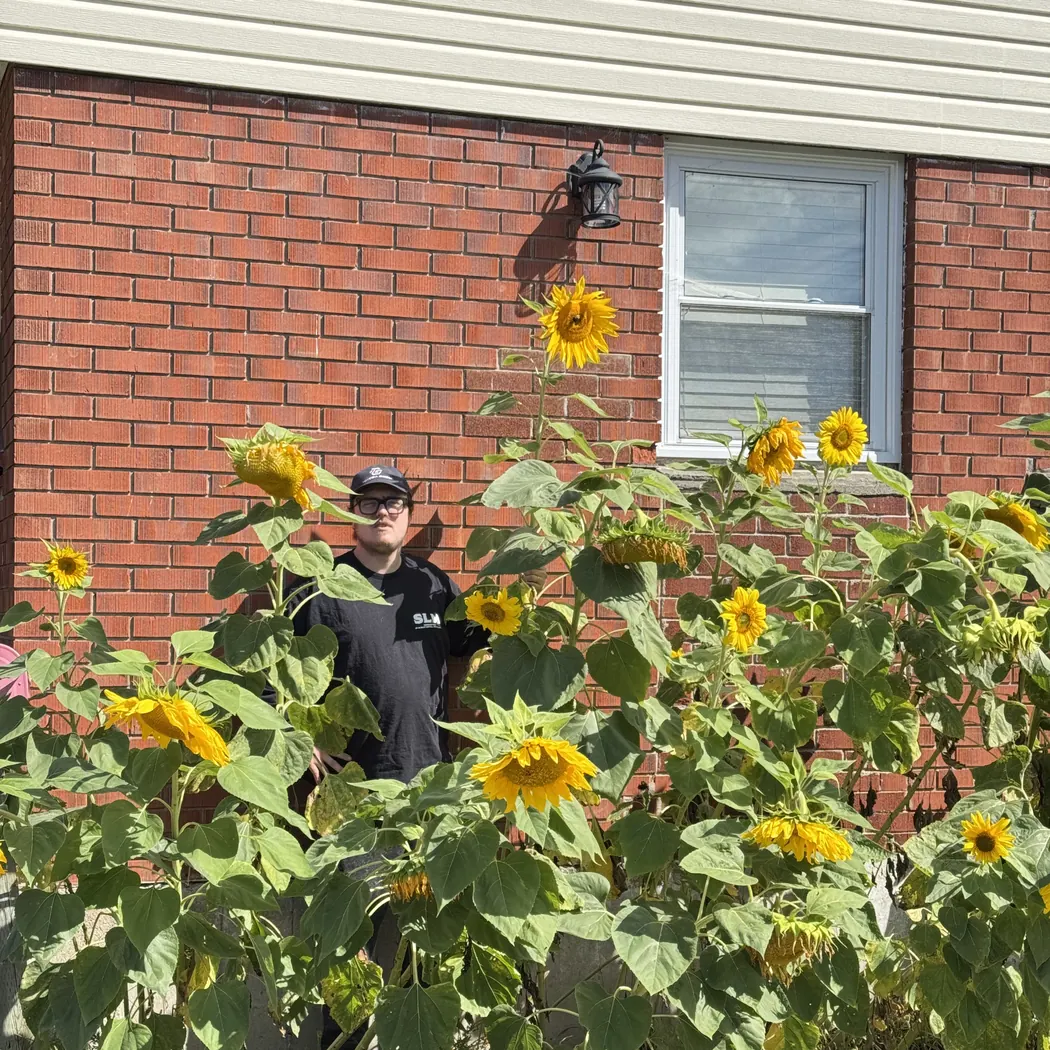 Sunflowers photographed across four growing years; provisional home-card crop